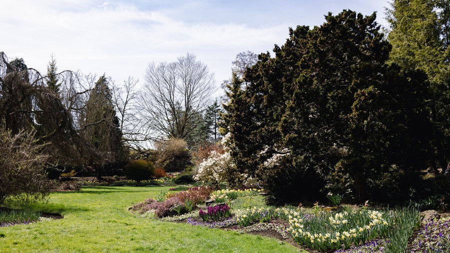 Parkland lawn and spring bulb planting at the start of the season